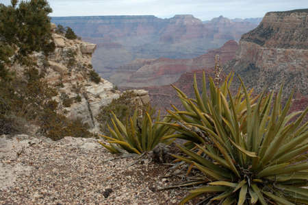 Yucca in the foreground of a fabulous view of Grand Canyon National Park, Arizonaの写真素材