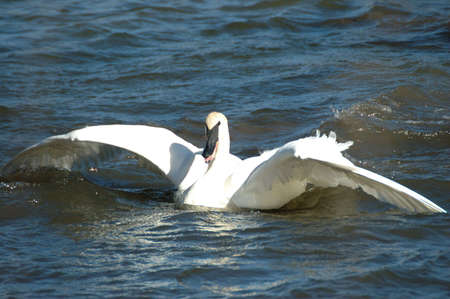 Trumpeter Swan at the National Elk Refuge, Jackson Hole, Wyomingの写真素材