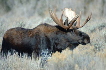 Bull moose travelling through the sagebrush in Grand Teton National Park, Wyomingの写真素材