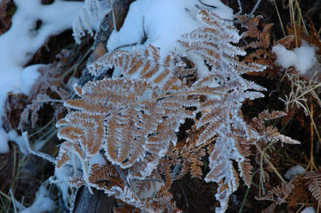 An ice covered fern leaf after an autumn snow in Yellowstone National Parkの写真素材