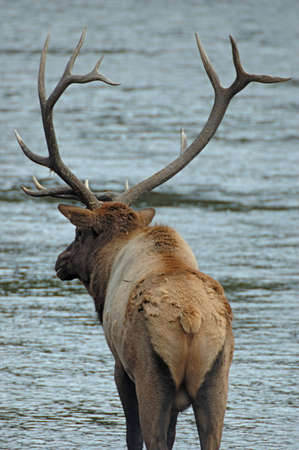 Bull elk in the Madison River, Yellowstone National Park, Wyomingの写真素材