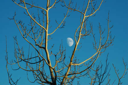 Moon rising through a tree in Grand Teton National Park, Wyomingの写真素材