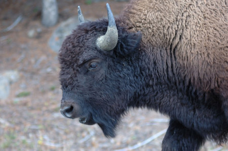  bison wandering in Yellowstone National Park