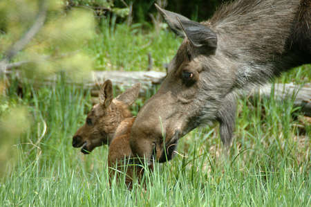 Moose cow and calf at Timber Creek, Rocky Mountain National Park, Coloradoの写真素材