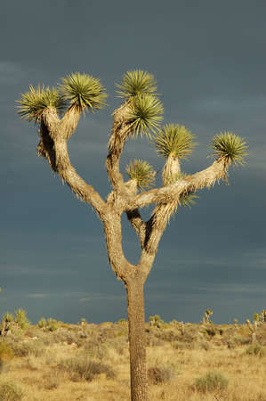 Joshua tree at sunset, Joshua Tree National Park, Californiaの写真素材