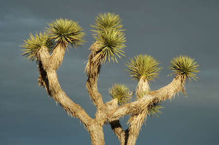 Joshua tree at sunset, Joshua Tree National Park, Californiaの写真素材
