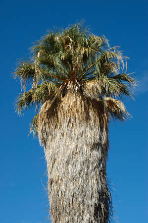 Palm Tree at Joshua Tree National Park, Californiaの写真素材