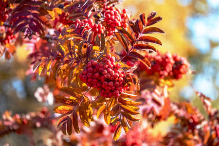 red mountain ash grows on the tree in autumnの写真素材