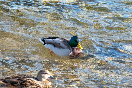 wild ducks graze on the pier and swim on the pond