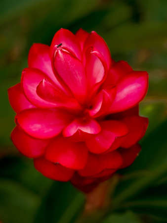 Ginger Gardenの写真素材