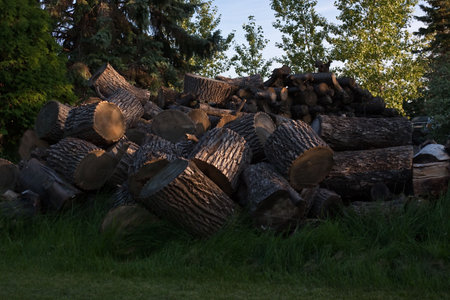 Large pile of cut logs piled high on grass