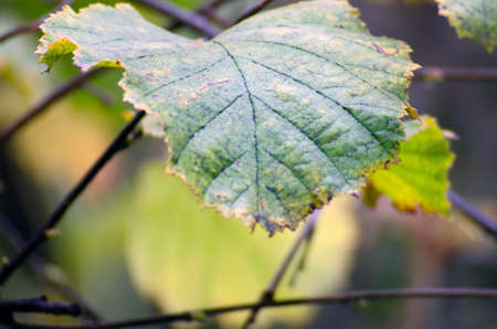 autumn leaves on the treeの写真素材
