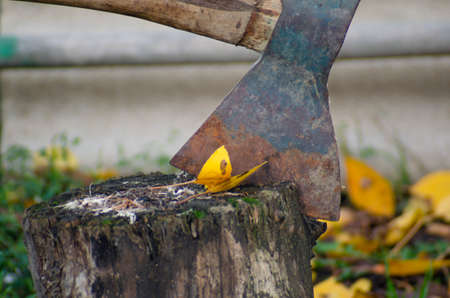 An ax stuck in a tree stump with a yellow leaf on itの写真素材