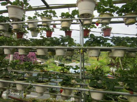 Strawberry farmの素材