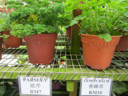 Parsley and Lemon Balm potted plantsの素材