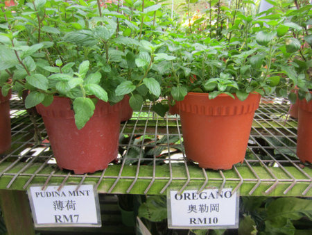 Pudina Mint and Oregano potted plantsの素材