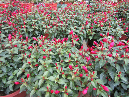 Pink flowers potted plantsの素材