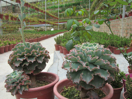 A variety of potted plantsの素材