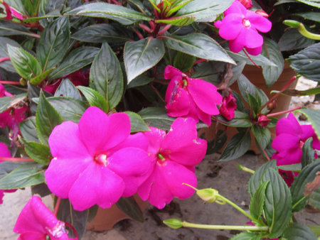 Beautiful fuschia flowersの素材