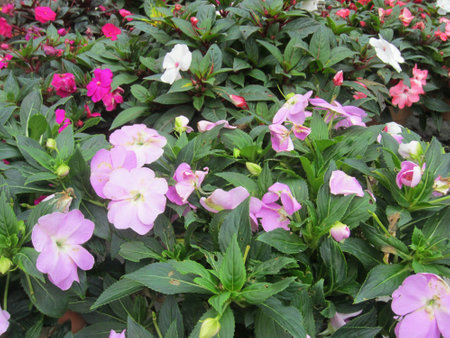 Beautiful flowersの素材