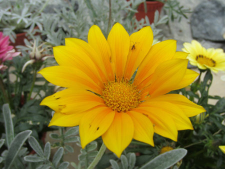 A blossomed yellow flowerの素材
