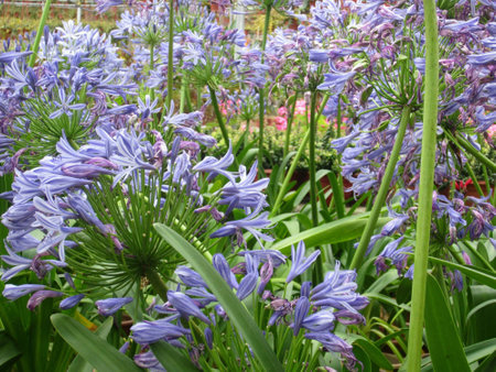 Purple flowersの素材