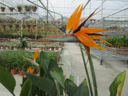 Birds of Paradise with potted plantsの素材