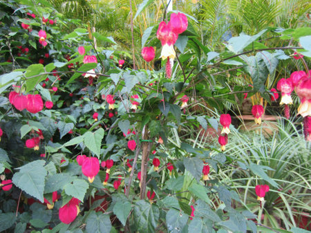 A variety of potted plantsの素材