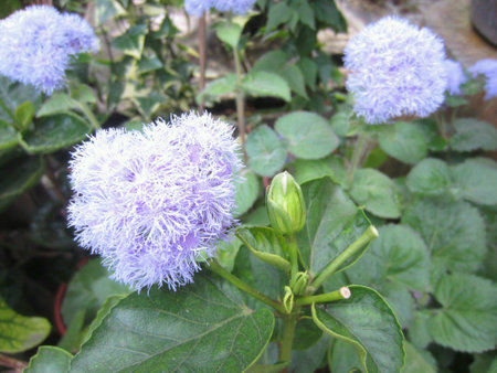 White flowers plantの素材