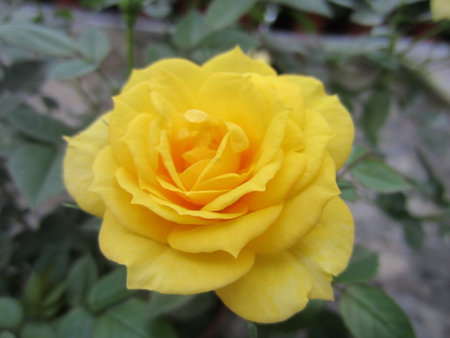 A beautiful yellow roseの素材