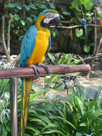 Blue and yellow coloured parrotの素材