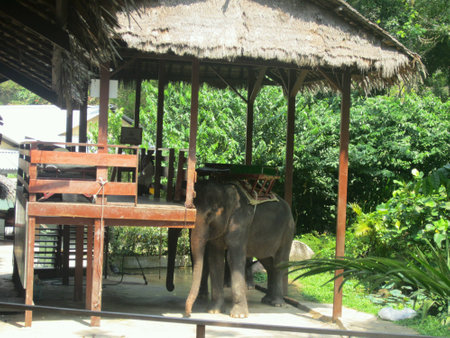 Elephant rideの素材
