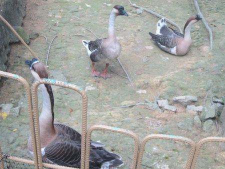 A flock of geeseの素材