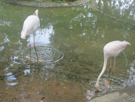 Flamingos by the riverの素材