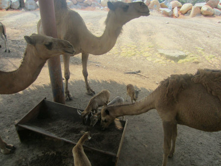 Wild animalsの素材