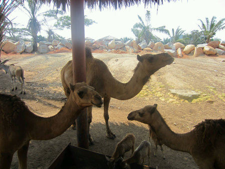 Camels and deersの素材