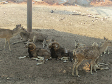 Mountain goats and deersの素材