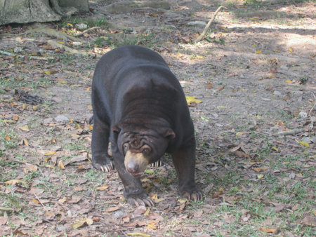 A black bear roaming in the forest