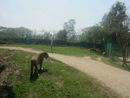 Tigers on a huntの素材