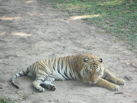 A tiger resting in the hot afternoonの素材