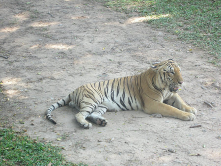 A tiger resting in the hot afternoonの素材