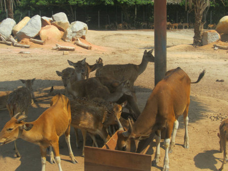 Cows and deers are feeding under the shadeの素材