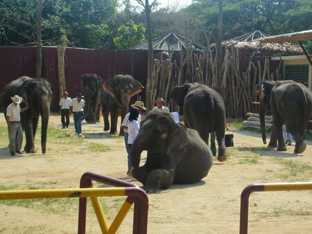 Elephants sanctuaryの素材