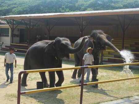 Elephants splashing waterの素材
