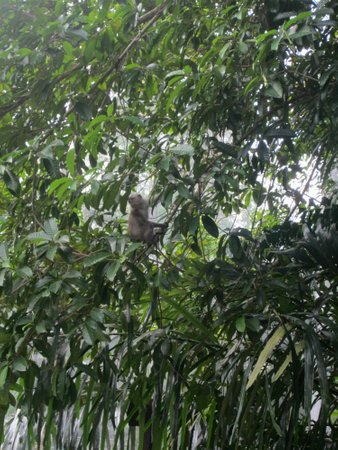 A monkey climbing treesの素材