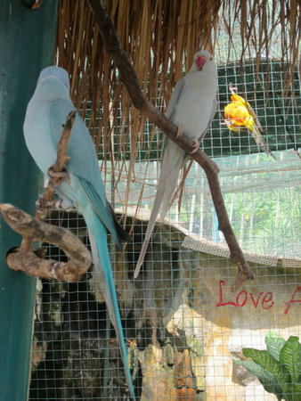 Birds in the cageの素材