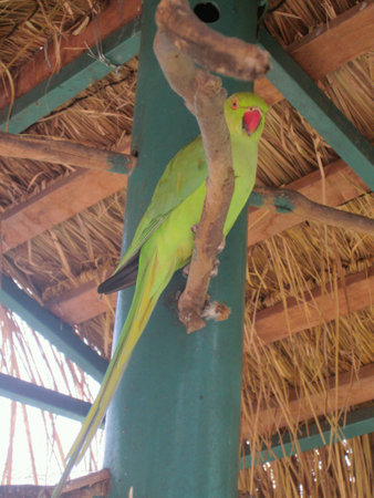 A green birdの素材