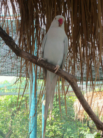 A white birdの素材