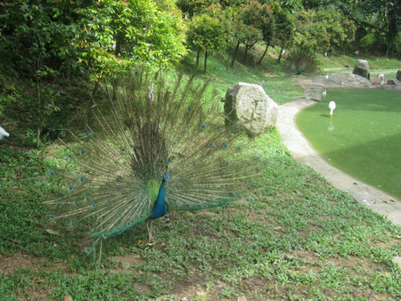 Peacock struttingの素材