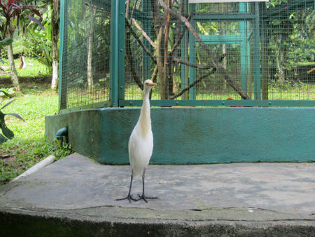 A white bird outside a green cageの素材